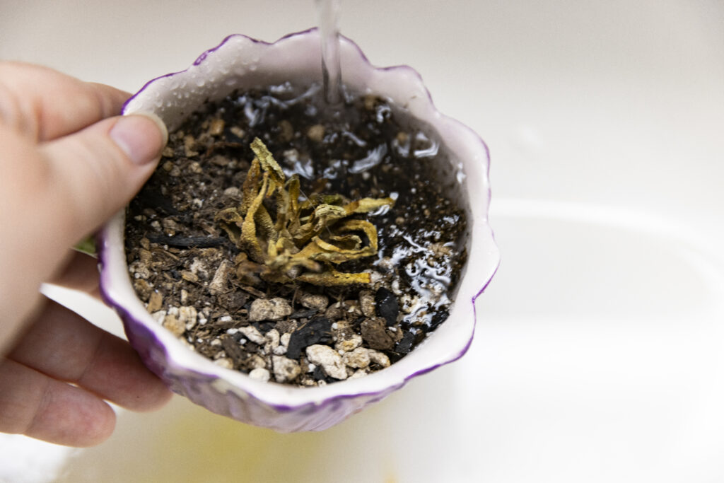 CharissaGraves_20231110_Plants_0001